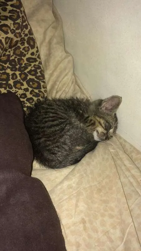 Gato raça  idade Abaixo de 2 meses nome Sansão 