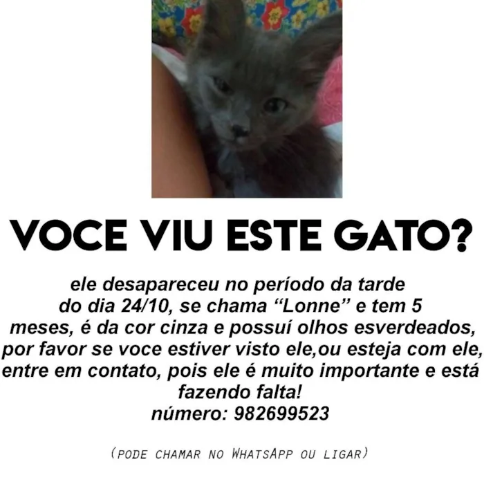 Gato ra a Mestiço idade 2 a 6 meses nome Lonne