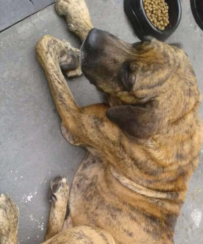 Cachorro raça Fila idade  nome Sem nome