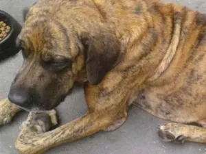 Cachorro raça Fila idade  nome Sem nome
