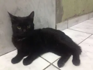 Gato raça Vira-lata  idade  nome Petrauska