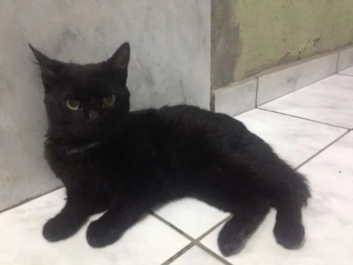 Gato ra a Vira-lata  idade  nome Petrauska