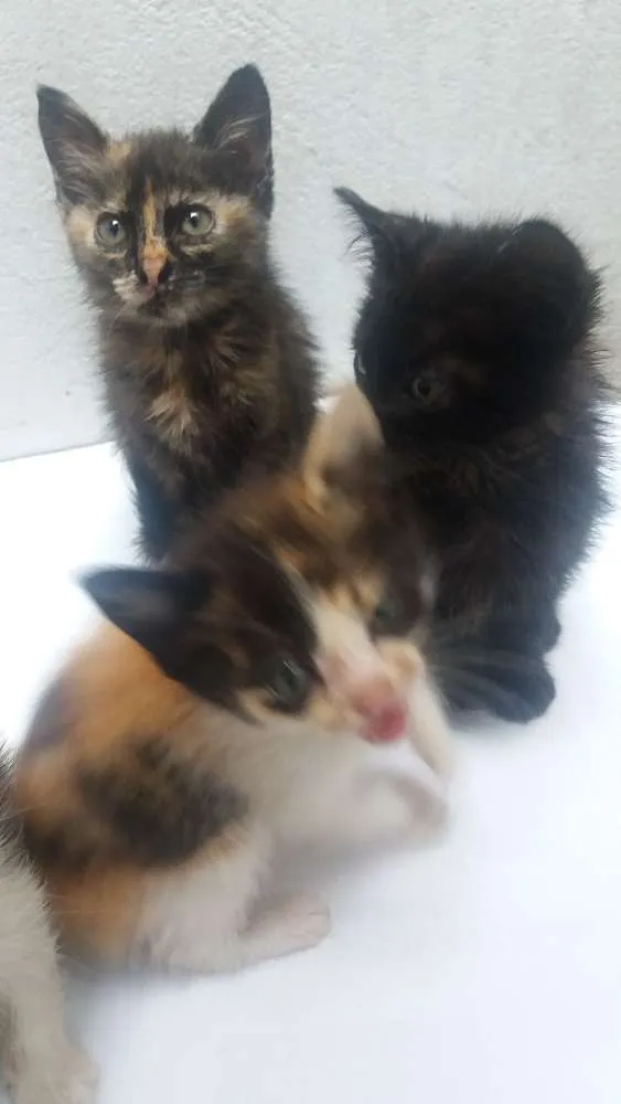 Gato ra a De rua idade 2 a 6 meses nome Sem nome