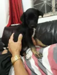 Cachorro raça  idade 2 a 6 meses nome tod
