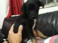 Cachorro raça  idade 2 a 6 meses nome tod