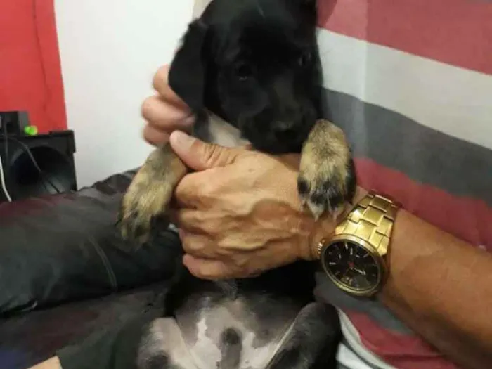 Cachorro raça  idade 2 a 6 meses nome tod