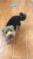 Cachorro raça Yorkshire  idade 1 ano nome Chico
