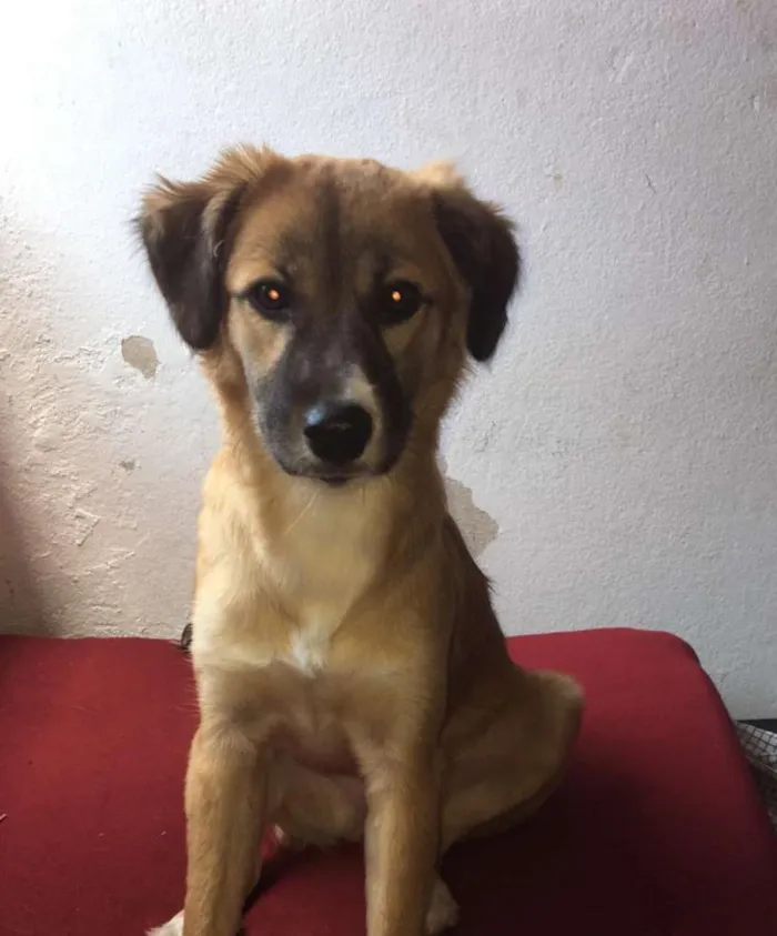 Cachorro raça labrador com viralata  idade 2 a 6 meses nome kiara
