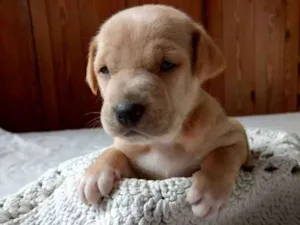 Cachorro raça Vira-lata idade Abaixo de 2 meses nome Caramelo