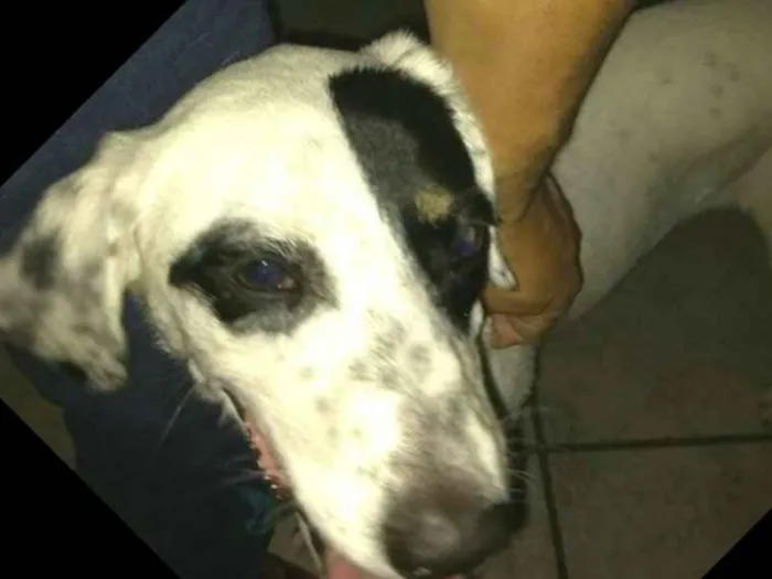 Cachorro ra a  idade 1 ano nome Ariel 