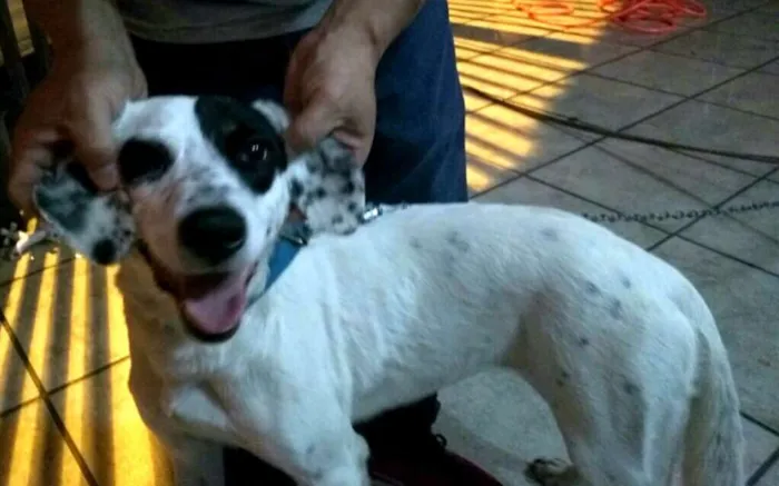 Cachorro ra a  idade 1 ano nome Ariel 
