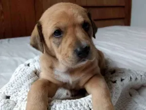 Cachorro raça Vira-lata idade Abaixo de 2 meses nome Parda