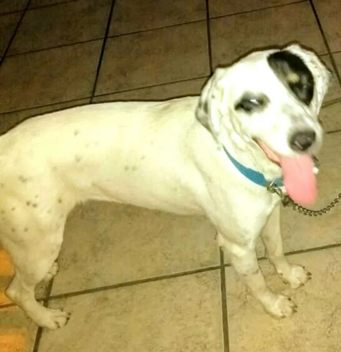 Cachorro ra a  idade 1 ano nome Ariel 