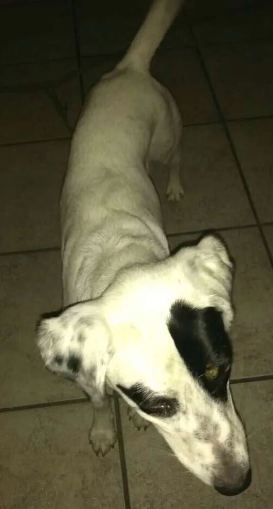 Cachorro ra a  idade 1 ano nome Ariel 