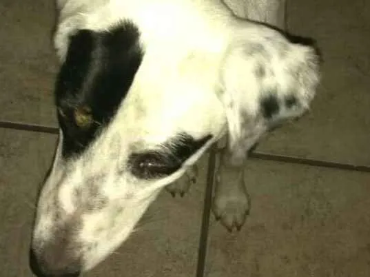 Cachorro ra a  idade 1 ano nome Ariel 