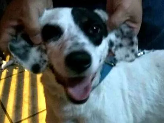 Cachorro ra a  idade 1 ano nome Ariel 