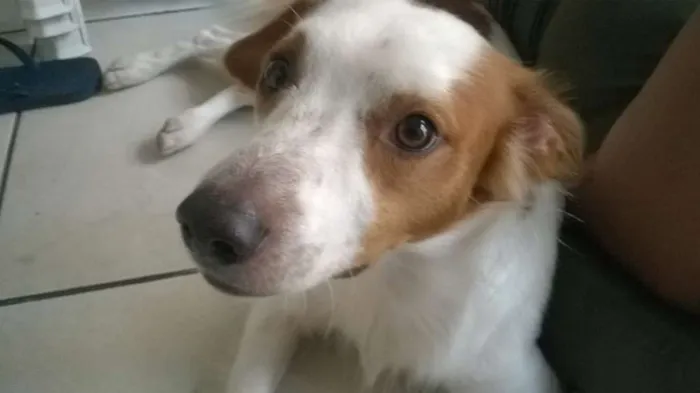 Cachorro ra a Vira-lata idade 4 anos nome Marley