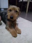 Oddie