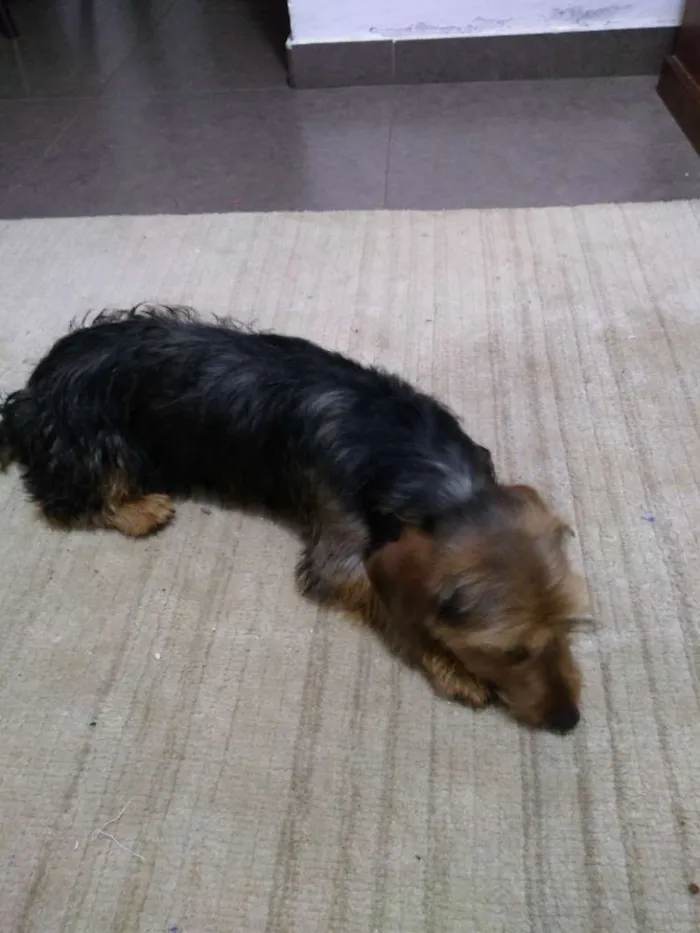 Cachorro ra a Dachshund Terrier idade  nome Oddie