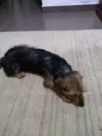 Oddie