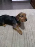 Oddie
