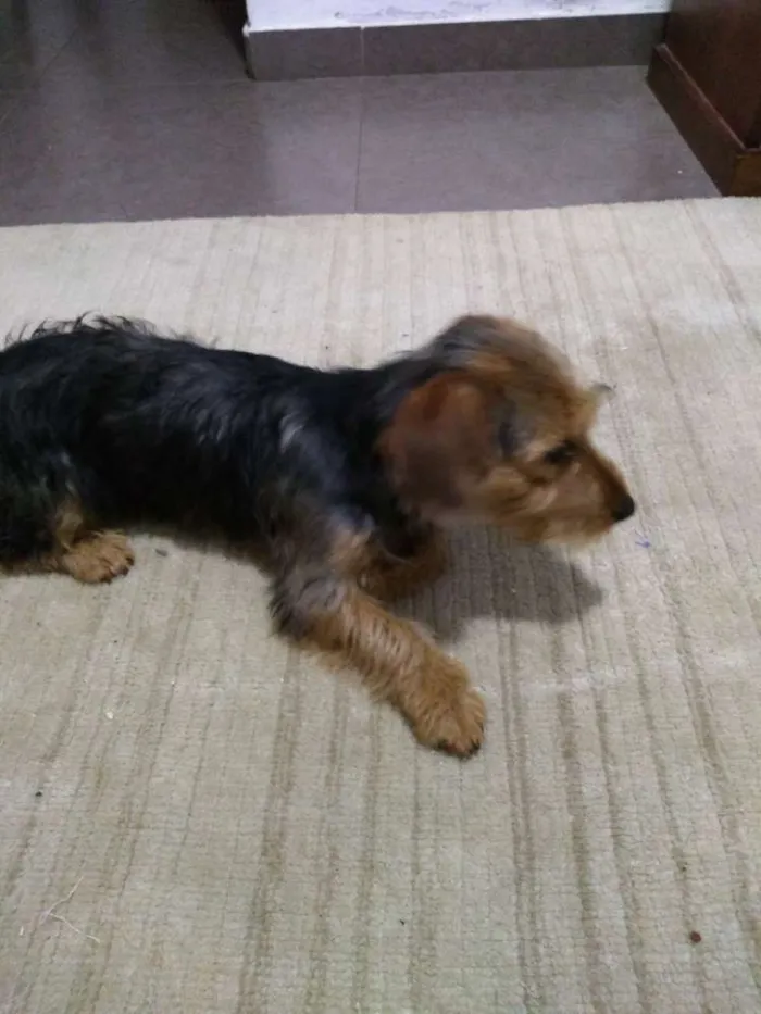 Cachorro ra a Dachshund Terrier idade  nome Oddie