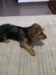 Oddie