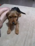 Oddie
