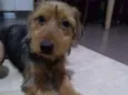 Oddie