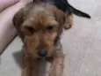 Oddie