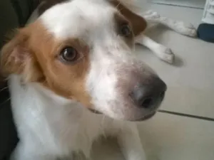 Cachorro raça Vira-lata idade 4 anos nome Marley