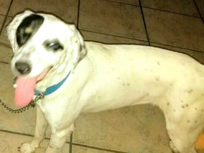 Cachorro ra a  idade 1 ano nome Ariel 
