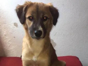 Cachorro raça labrador com viralata  idade 2 a 6 meses nome kiara