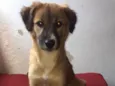 kiara