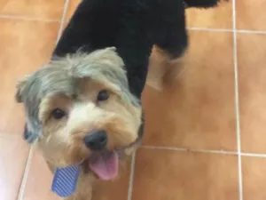 Cachorro raça Yorkshire  idade 1 ano nome Chico