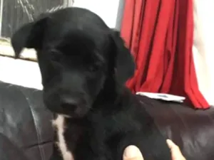 Cachorro raça  idade 2 a 6 meses nome tod