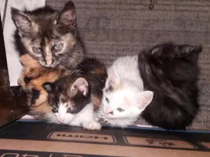 Gato raça De rua idade 2 a 6 meses nome Sem nome