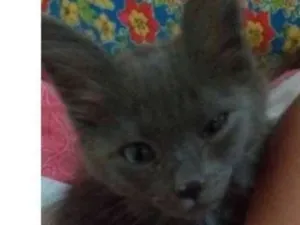 Gato raça Mestiço idade 2 a 6 meses nome Lonne