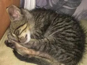 Gato raça  idade Abaixo de 2 meses nome Sansão 