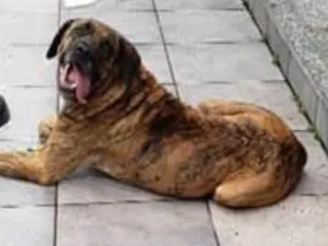 Cachorro raça Fila idade  nome Sem nome