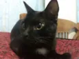 Bedhana