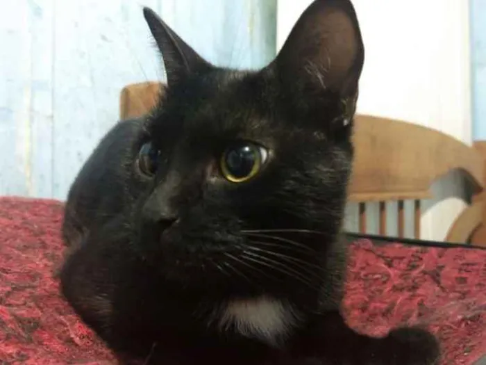 Gato raça Vira lata idade 2 anos nome Bedhana