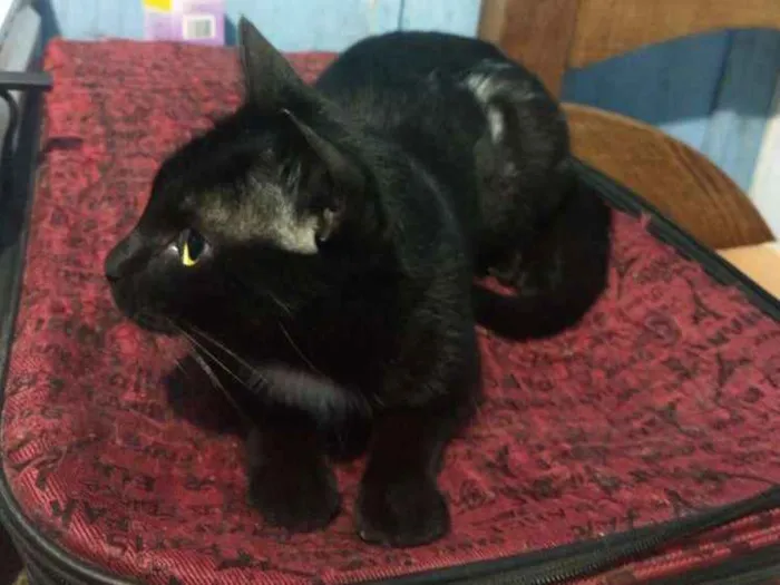 Gato raça Vira lata idade 2 anos nome Bedhana