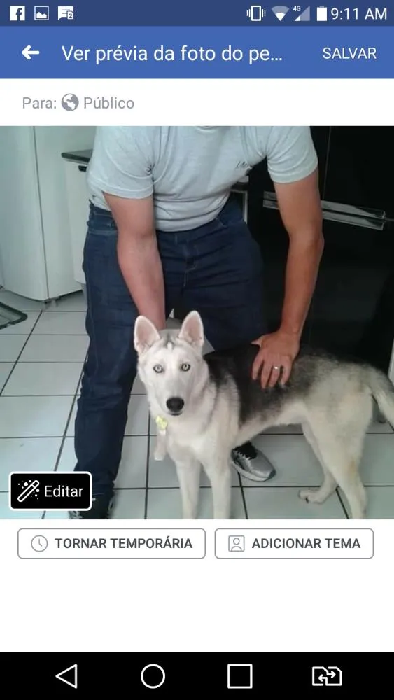 Cachorro ra a Husk siberiano idade 7 a 11 meses nome Thor