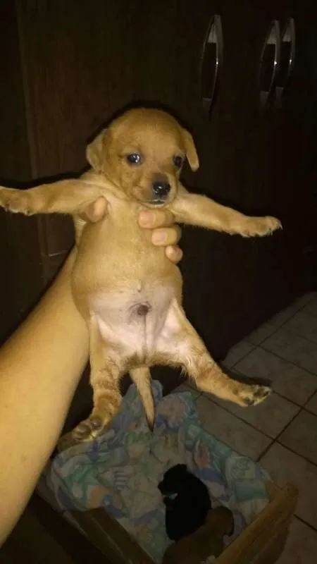 Cachorro ra a vira lata idade Abaixo de 2 meses nome doguinho
