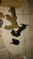 doguinho