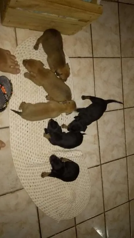 Cachorro ra a vira lata idade Abaixo de 2 meses nome doguinho