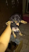 doguinho