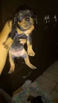 doguinho