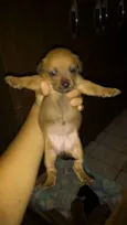 doguinho